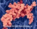 <b>Bacteriology</b>: The science and