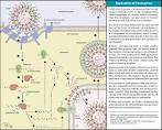 cycle of <b>coronavirus</b>