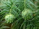 <b>Cunninghamia</b> lanceolata