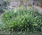 File:Agapanthus praecox <b>liliaceae</b> (agapanthe).JPG - Wikimedia Commons