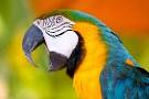 pappagallo pronunciation