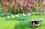 spring-beauty-221675.jpg
