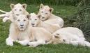 WHITE LION - Information about WHITE LIONs & Why they are white?