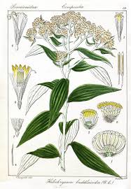 Image result for "Helichrysum buddleioides"