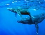 الحوت الازرق العملاق (ملك البحار) و الحوت القاتل (وحش البحار) Images?q=tbn:ANd9GcTq7NNImJt_WDhIvIZT8kg4dni5mud3JbVWy_wtSRmEk-_gTEEhlmo626OZ