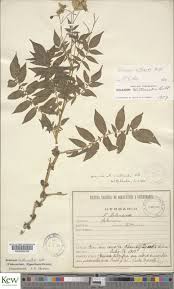 Image result for "Solanum wittmackii"