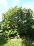 File:Fraxinus ornus (<b>Oleaceae</b>)