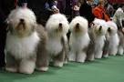 Westminster DOG SHOW: Forget Dora Bring on the Dogs - Where is the ...