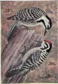 Red-cockaded Woodpecker. Red-cockaded Woodpecker.