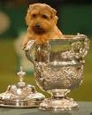 Should CRUFTS be banned? - Telegraph