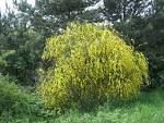 File:<b>Cytisus</b> scoparius2.jpg