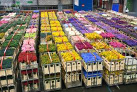 Aalsmeer Flower Auction
