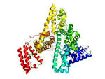 <b>Serum albumin</b> molecular