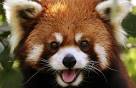 Red Panda – Unusual But Cutest Animal Ever?