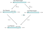 Glu-<b>Plasminogen</b> has a T½ of