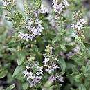 <b>Mentha</b> diemenica
