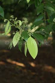 Image result for Cinnamomum arbusculum