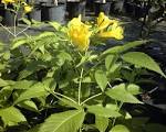 .org/JAMAICA/<b>Bignoniaceae</b>.