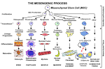 stem <b>cell differentiation</b>.