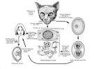 of <b>Toxoplasma</b> gondii.