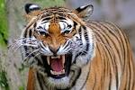 Taming the Tiger Within - CycleHarmony.