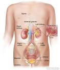 <b>Wilms Tumor</b> and Other