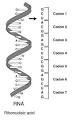 Look up a description of <b>Codon</b>