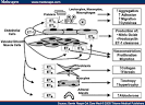 ET-<b>1</b>, <b>endothelin</b>-<b>1</b>; ETA,