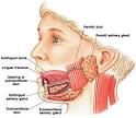 and <b>sublingual glands</b>.