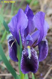 Afbeeldingsresultaat voor iris cyanea