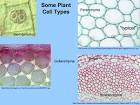 Basic Plant Cytology 1