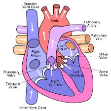 circulatory system.