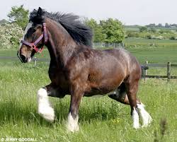 shire horse