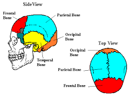 occipital bone skull