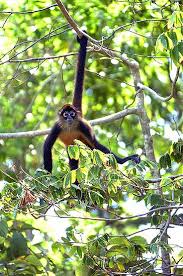 download spider monkeys