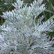 Wormwood is a bitter herb