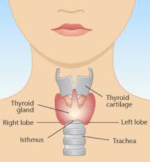 The thyroid gland.