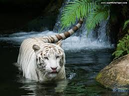 белый тигр обои