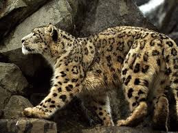 Photo: Snow leopard climbing