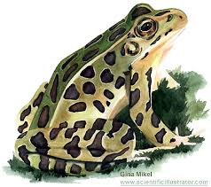 Leopard Frog, Watercolor