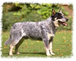 Other Names: Queensland Heeler