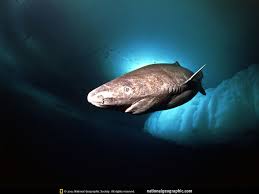 Greenland, Greenland Shark