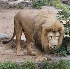 الحيوانات البرية Mk5247_zoo-lion11