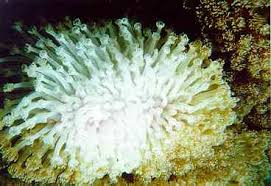Gran barrera de coral BleachedGoniopora