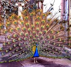 أحلى صور الطاووس Peacock