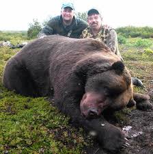 Brown Bear hunting in Alaska
