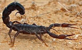 dangerous scorpions