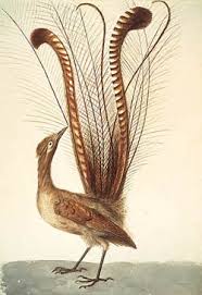 Lyrebird of Australia