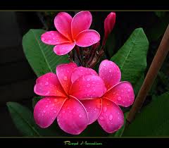 hawaiian flower plumeria