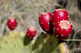 Prickly Pear Workshop